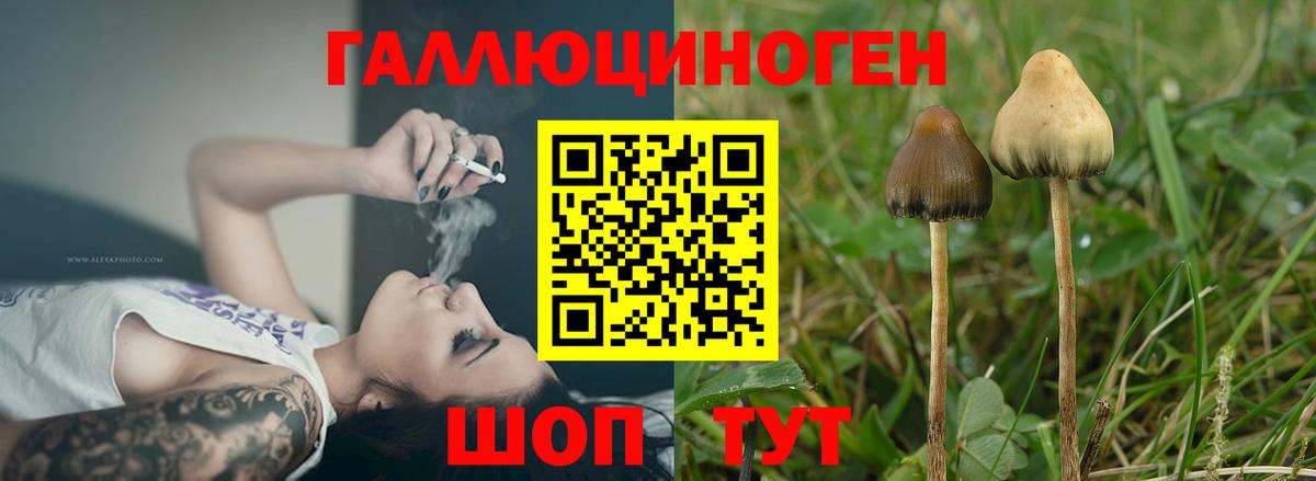 Галлюциногенные грибы GOLDEN TEACHER  Вход с VPN  Галлюциногенные грибы GOLDEN TEACHER  Ейск 